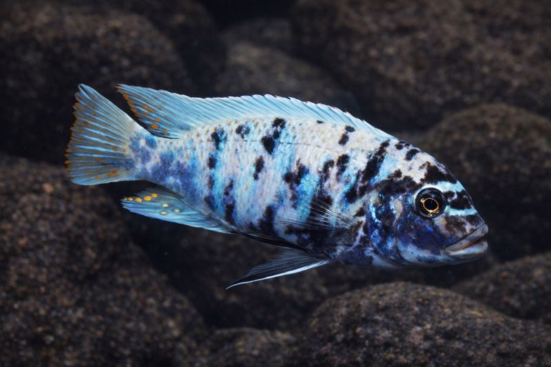 Maylandia fainzilberi 'Hai Reef'
